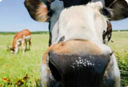 Cattle on Tomball Texas rural pasture — family law attorney Tomball TX